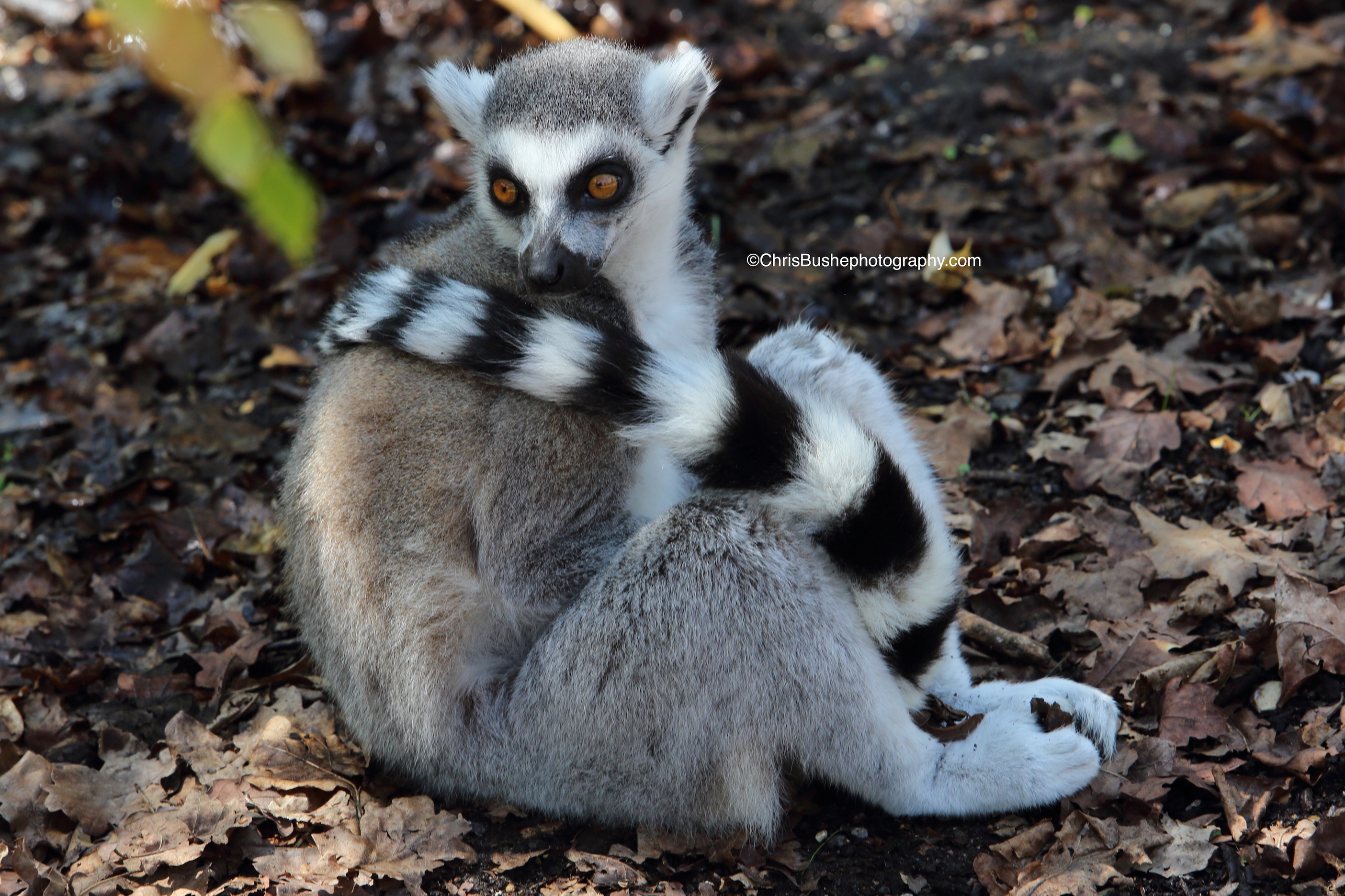 Lemur at Marwell Zoo