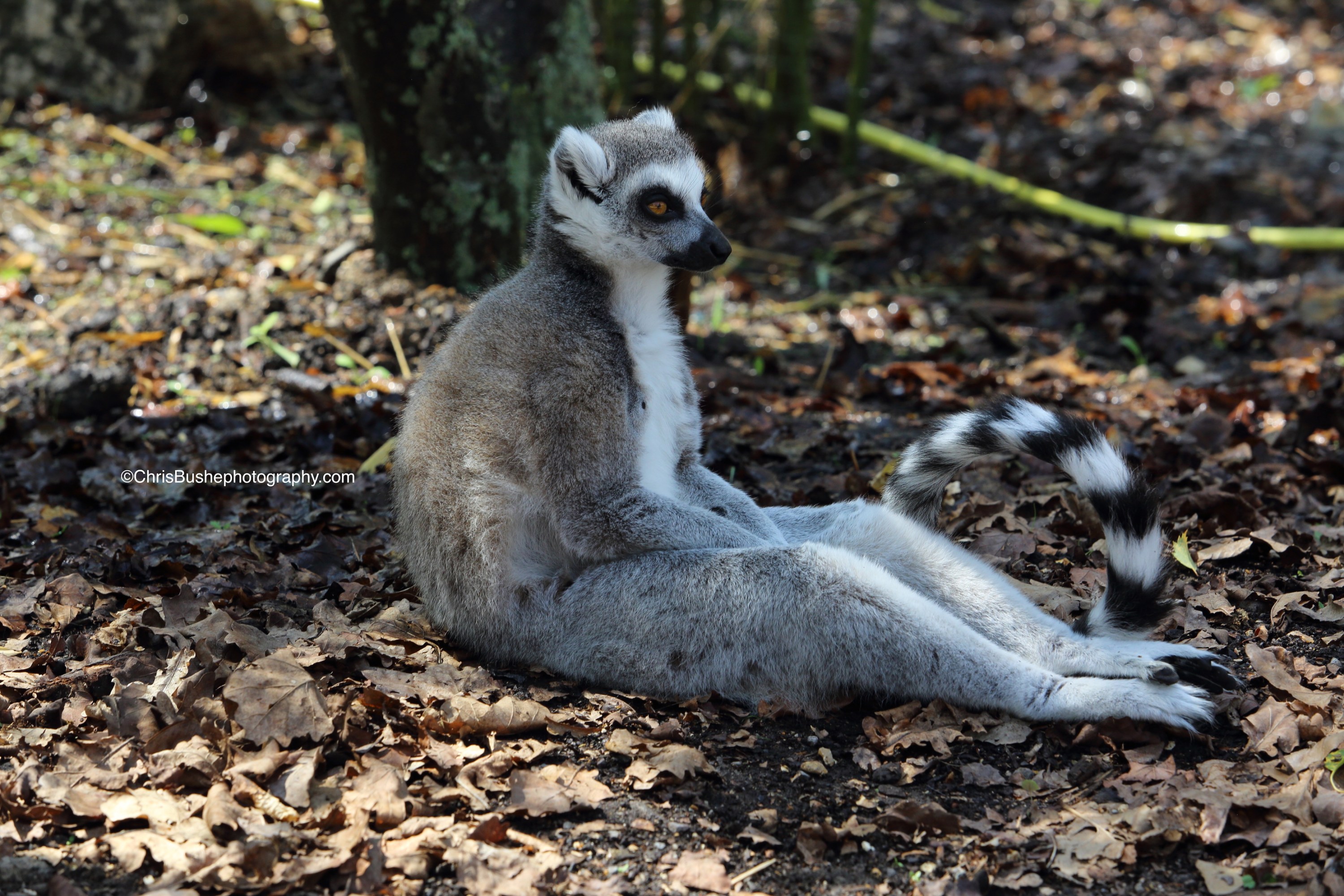 Lemur at Marwell Zoo