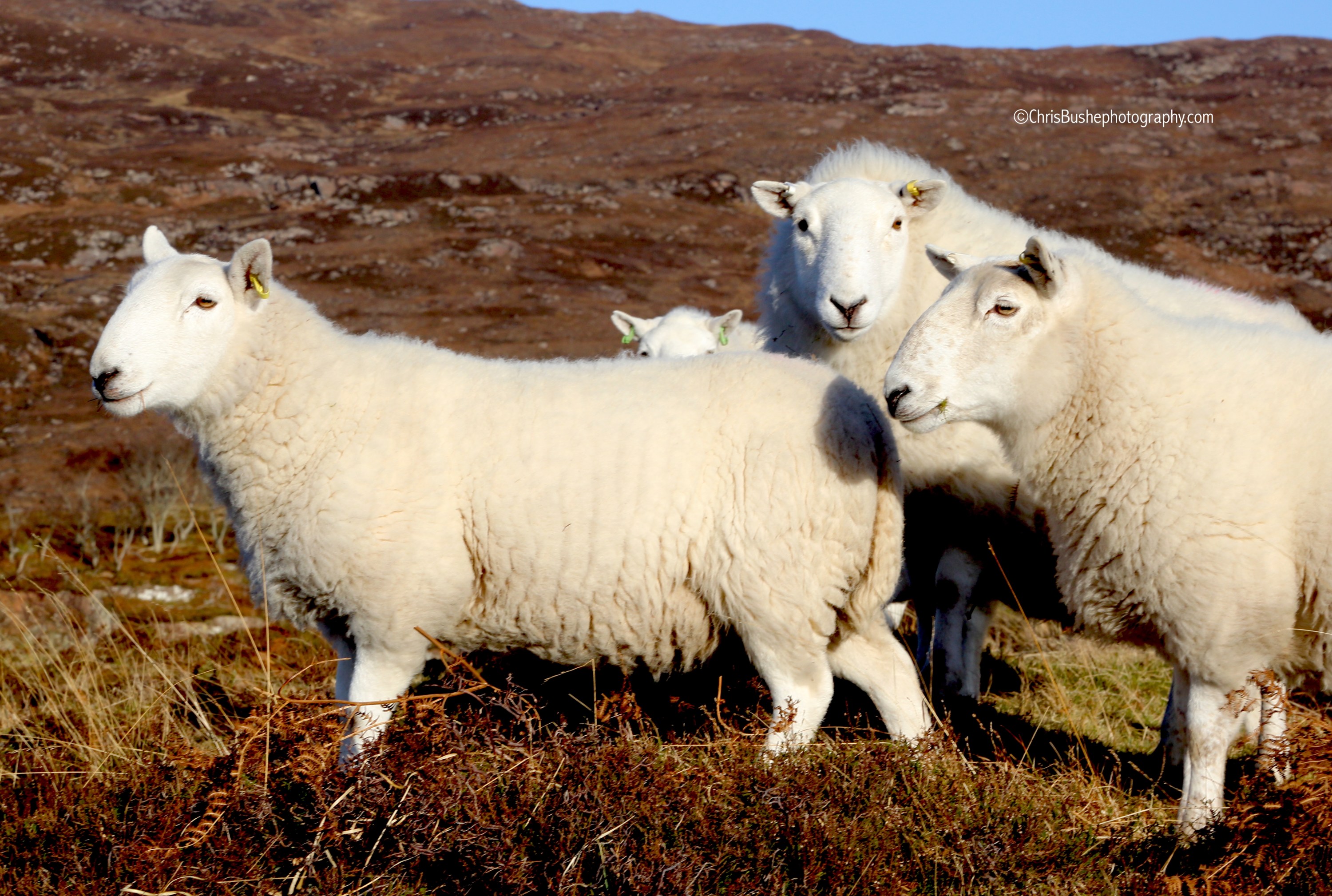 SHEEP IN ONE DIRECTION