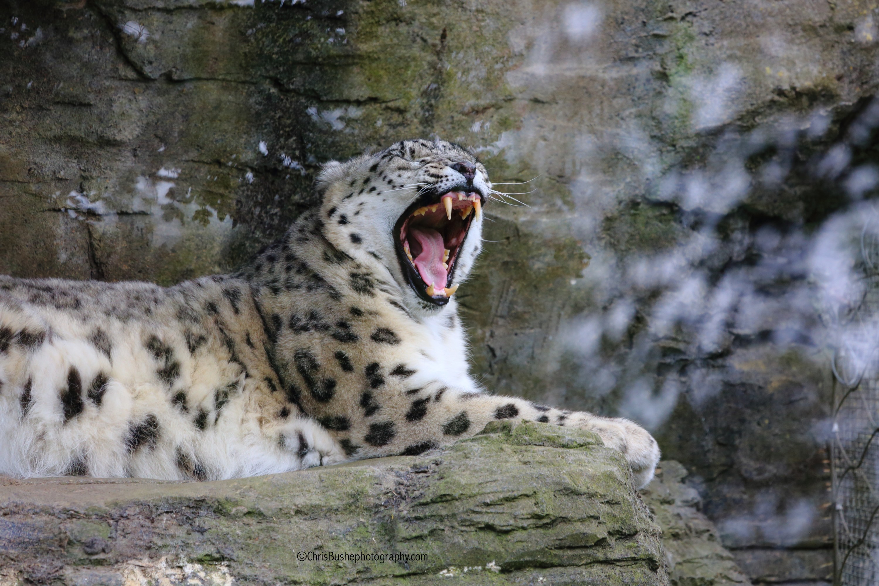 SNOW LEOPARD AT MARWELL ZOO 2017