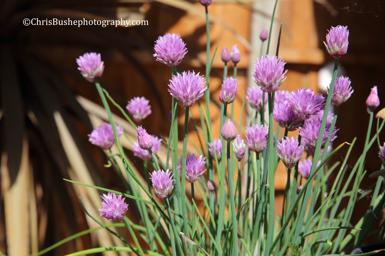 Chives
