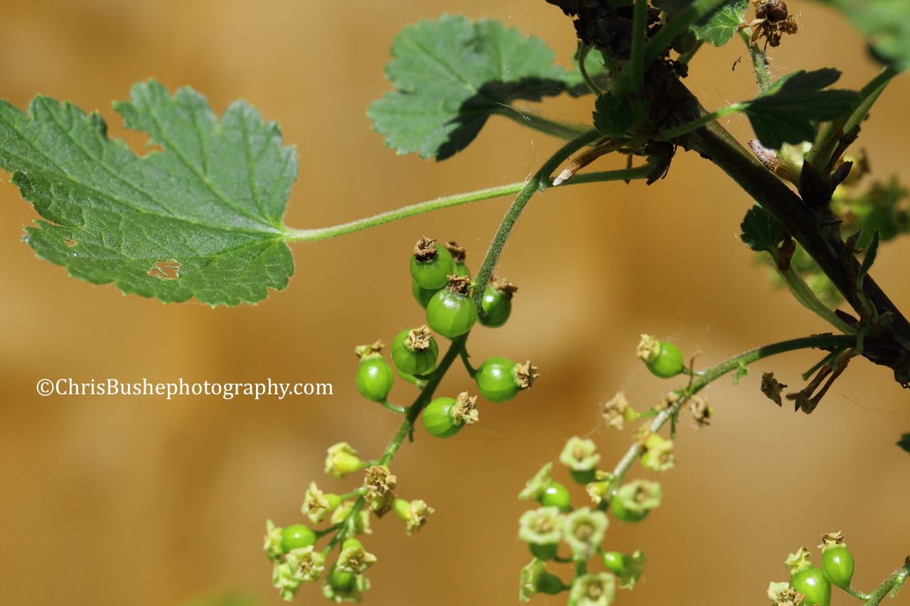 Redcurrants Starting to Grow